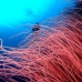 seawhip_sr_v_0705_png0212.jpg